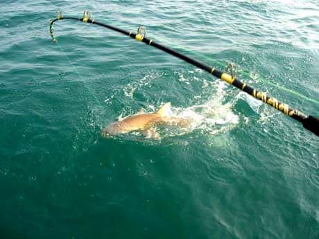 Diverse  - la-pescuit-de-rechini.jpg